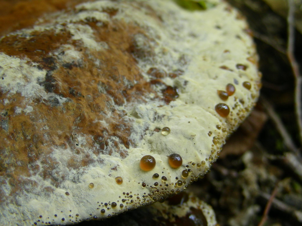 Inonotus dryadeus ...